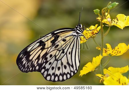 farfalle esotiche in habitat naturale (idea leuconoe chersonesia)