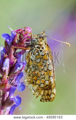 motyl w naturalnym środowisku (melitaea phoebe)