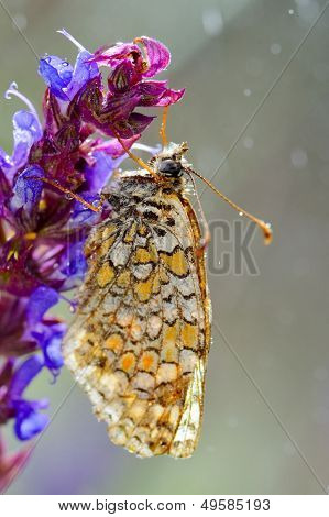 motyl w naturalnym środowisku (melitaea phoebe)