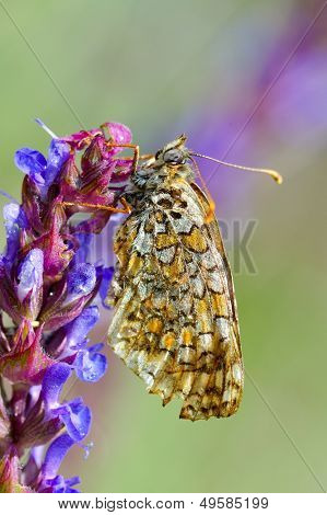 motyl w naturalnym środowisku (melitaea phoebe)
