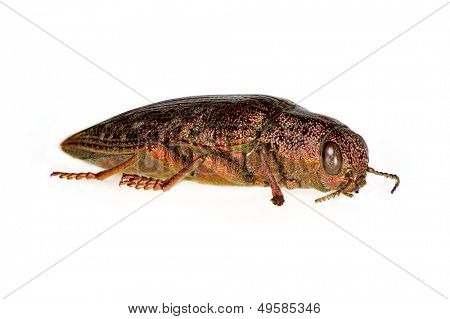 metallisk træ soegeren (Dicerca fritillum) isoleret på hvid baggrund