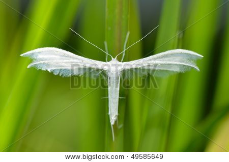 polilla de penacho blanco en hábitat natural (pterophorus pentadactyla)