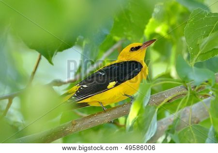 자연 서식 지 (Oriolus oriolus)에서 황금 오리
