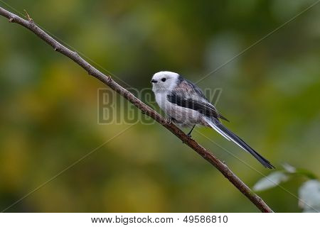 dlouho sledoval tit v přirozeném prostředí (aegithalos caudatus)