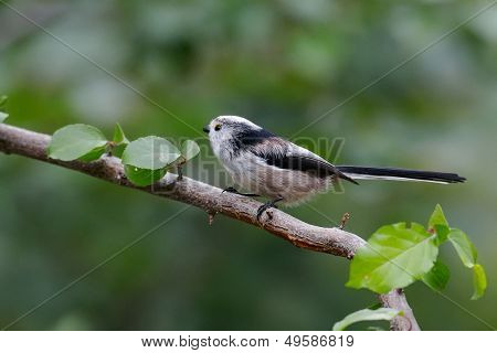 dlouho sledoval tit v přirozeném prostředí (aegithalos caudatus)