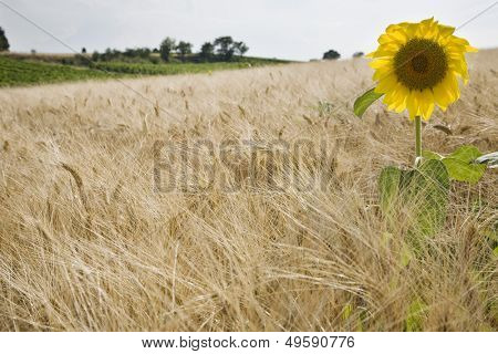 Wheatfield의 해바라기