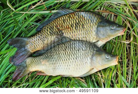 Capturas de la pesca. La carpa común (Cyprinus Carpio). En Europa Central (Polonia y República Checa),