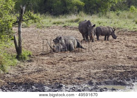 Herde von Rhinocerous am schlammigen Ufer