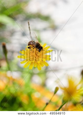 Honey Bee Feed Nectar From Yellow Flower