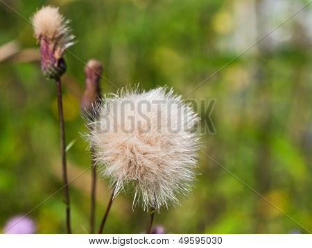 Flower Head With Parachute Seeds