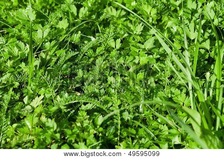 Wet Green Lawn Grass Close Up