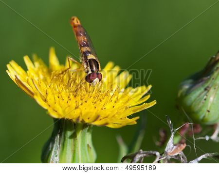 Hoverfly On Yellow Flower Close Up
