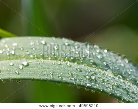 Morning Dew On Green Leaf Of Carex