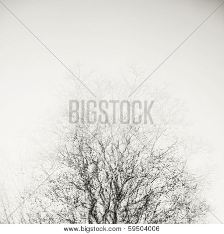 Abstract tree and sky. Used multi exposure technique.