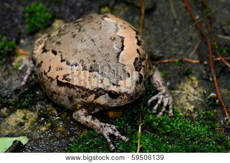 Female Painted Bullfrog (kaloula Pulchra)