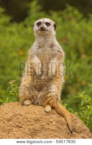 Meerkat on the lookout for predators