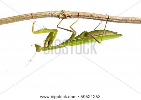 Mantis Isolated On A White Background
