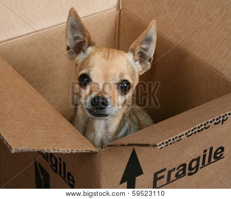 a tiny chihuahua in a box marked fragile