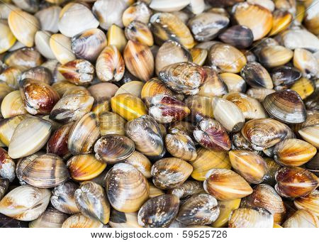 A Pile Of Sea Mussle