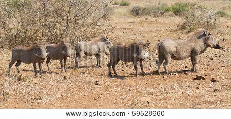Pano Image Of Warthog Family Standing In Dry Bush Looking