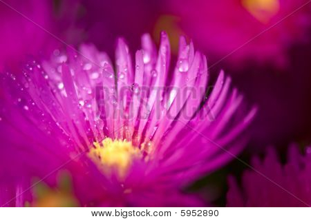 ウェット ピンクの花