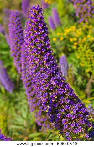 Echium candicans pride of Madeira purple flowers in California