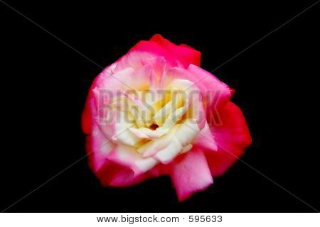 สีชมพูกลีบกุหลาบดอกไม้