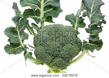 resh raw broccoli