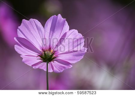 Pink cosmos