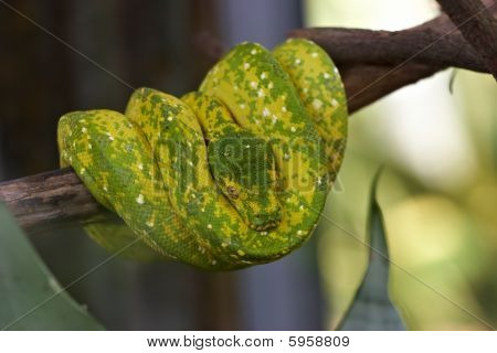 Serpent vert