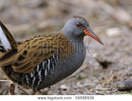 Water Rail