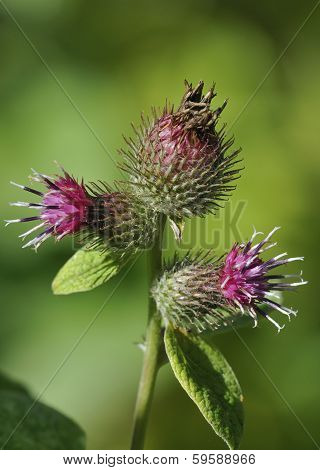 Lesser Burdock flowers