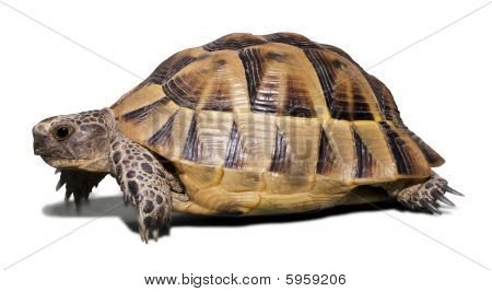 Żółw
