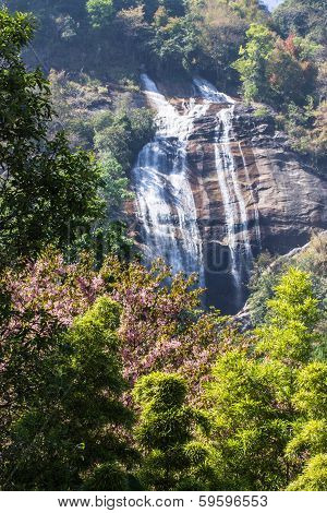 Siribhum Waterfall With Wild Himalayan Cherry Flower In Doi Inthanon ,chaingmai Thailand