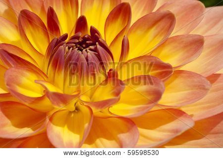 Firy Yellow, Orange Bulb Dahlia In Extreme Closeup