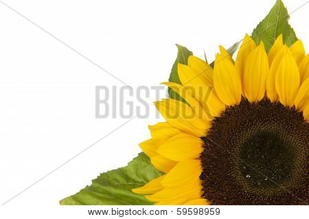 Sunflower, Alias Helianthus Annuus, In Corner