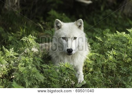 Arctic Wolf