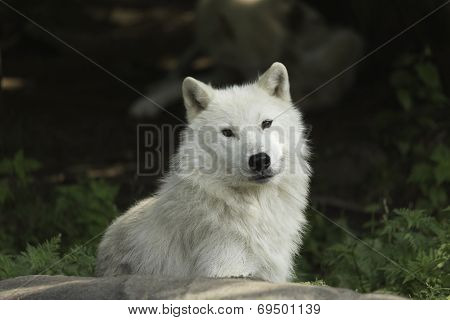 Arctic Wolf