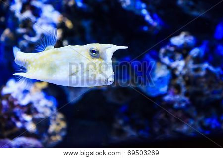 Longhorn Cowfish
