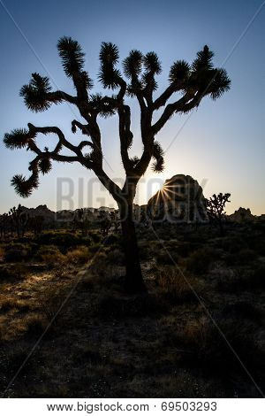 Joshua Tree Silhouetted