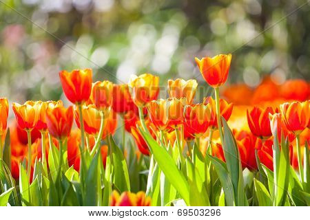 Tulip. Beautiful bouquet of tulips.