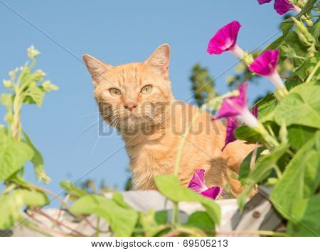 Handsome orange tabby cat peeking out from middle of flowers on top of a high trellis