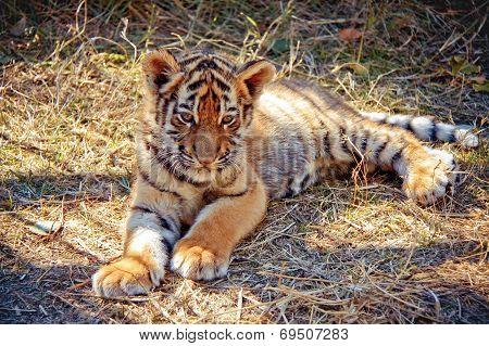 tiger cub