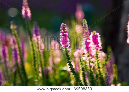 Lavender  in the garden