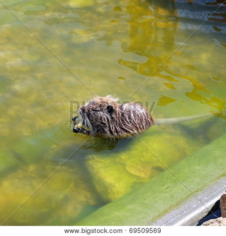 Nutria