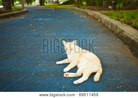 Stray Cat