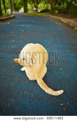 Stray Cat