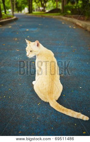 Stray Cat