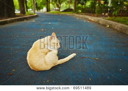 Stray Cat