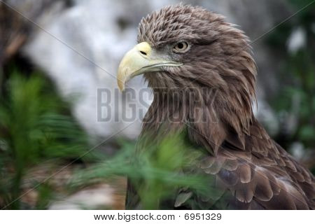 Eagle portret